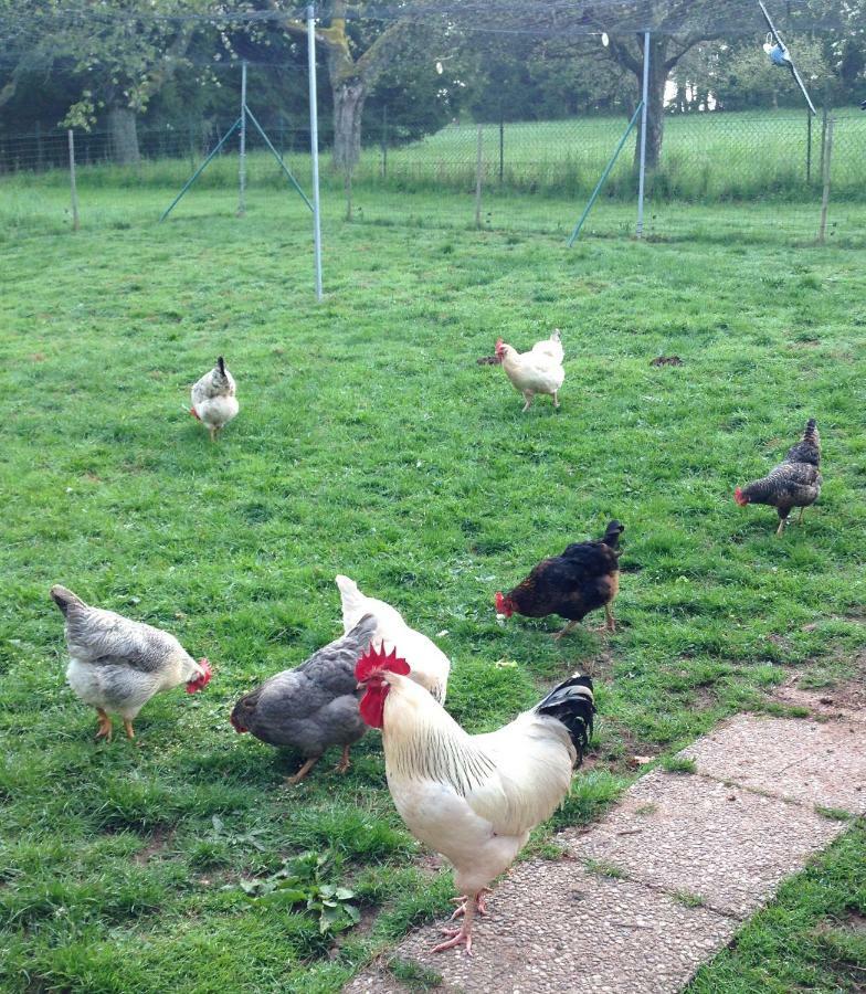Ferienwohnung Land-Idylle Illingen  Buitenkant foto